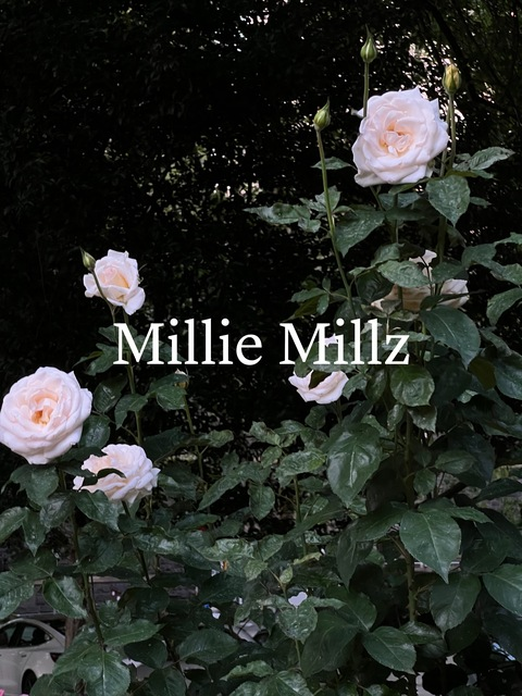 Header of milliemillz